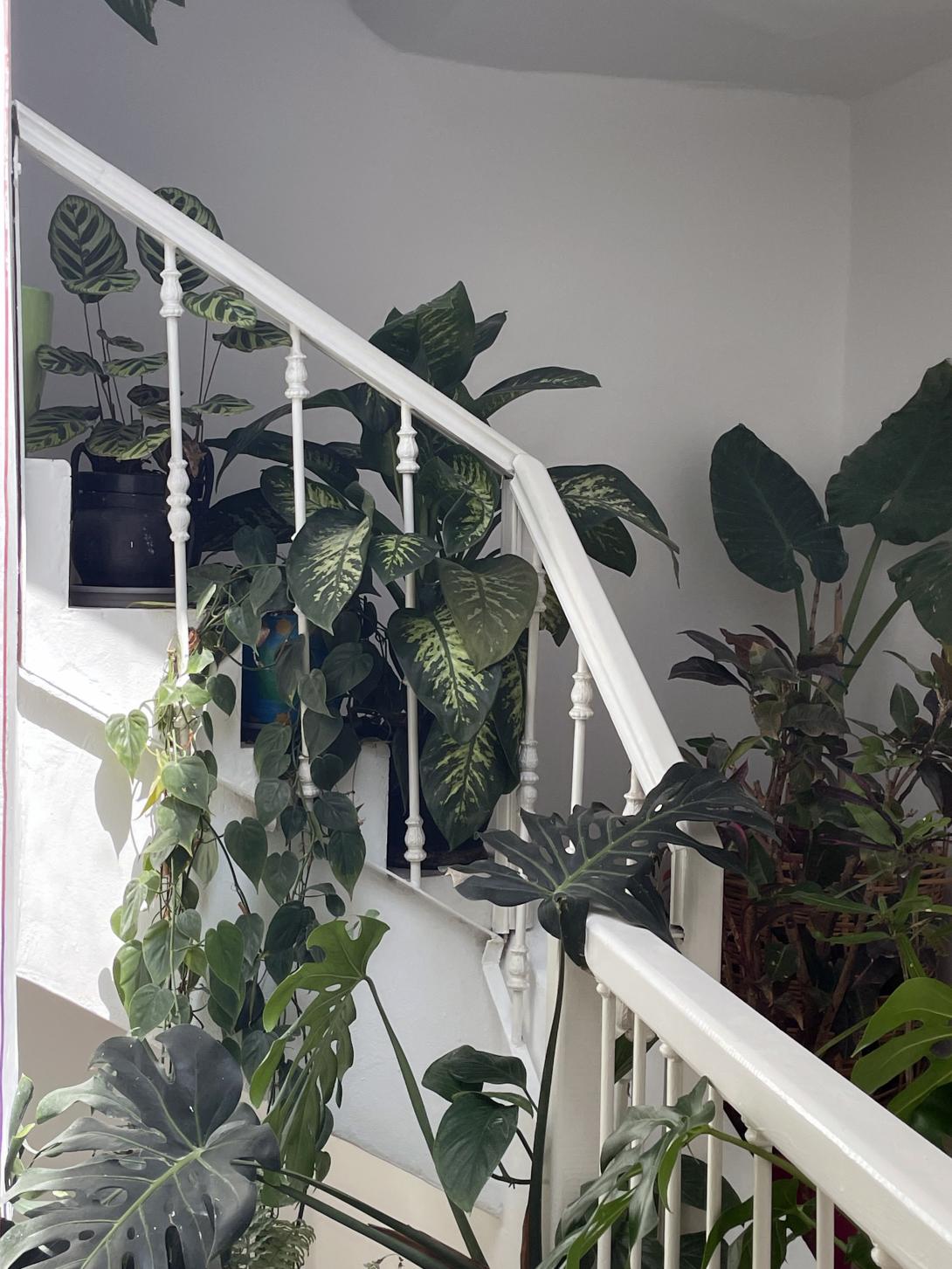 Home Jungle or plant scenography in the home